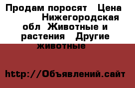 Продам поросят › Цена ­ 8 000 - Нижегородская обл. Животные и растения » Другие животные   